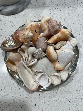 Conch Welks snails clam scallop Angel Seashell Bundle Rare Fossil Kitten Shell